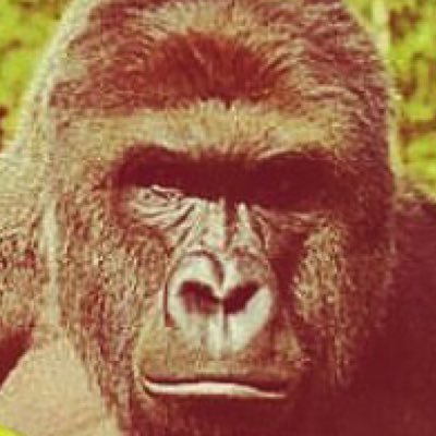 OPBallerFTW's profile picture. saaaaahhh dude