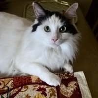 dawn (@dmck1957) 's Twitter Profile