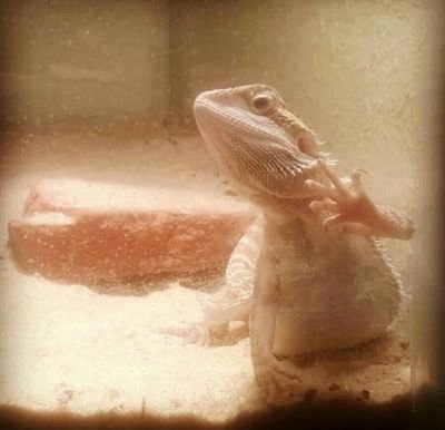 Love all my reptiles.
Plan to breed and sell great reptiles in the future.