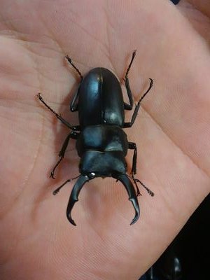 xJ0P3pkrTNsv8Kk's profile picture. 「生き物採集記録用のアカウント」飼育用アカウント→@shuujicockroach