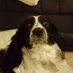 Sir Dogwhistle ๐บ๐ฆ๐ (@dogwhistleno1) Twitter profile photo Sir Dogwhistle ๐บ๐ฆ๐ (@dogwhistleno1) Twitter profile photo