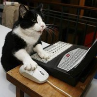 猫山 (@nekoyamaz) 's Twitter Profile Photo 猫山 (@nekoyamaz) 's Twitter Profile Photo
