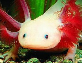 Buy-Axolotls.com (@Axolotl4U) | Twitter