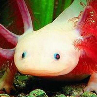 Buy Axolotls Com Axolotl4u Twitter