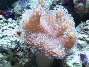 Brettsreef's profile picture. Brettsreef.com is a Marine reef aquarium hobby resource site that includes many articles about the coral and saltwater fish hobby.Look for us on Youtube.