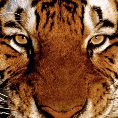 yemusan1's profile picture. Witty • Curious • Thinker • Strategist • Artist • Student of life... Love movies, laughter and dark chocolate. You are what you think...