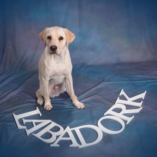 sumipup's profile picture. Law librarian for the not-so-rich-and-famous.