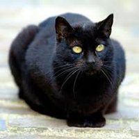 JaxsCatzsPlc (@jaxscatzsplc) 's Twitter Profile