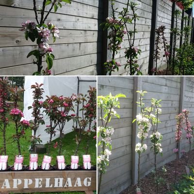 MiniTree, appelbomen die je niet snoeit. Ideaal voor kleine stadstuin, school- of stadsmoestuin, terras, balkon of een origineel cadeau-idee!