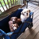 Janet Milam - @pebbles6295 - Twitter