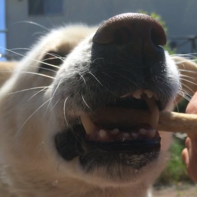 3113hiiiiiko's profile picture. 犬猫に弱い三十児。もふもふしたい。