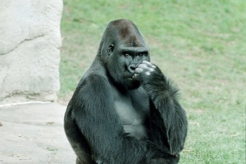 Zuperman66's profile picture. just an average guy - KCCO