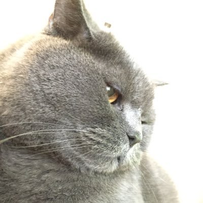 ブリティッシュショートヘアのまろん♂6歳2009/6/11生まれ。8キロ級のデブ猫ちゃんです。たぬきに顔が似てるので、基本的にたぬきさんと呼んでます✌️フォローお待ちしてます！