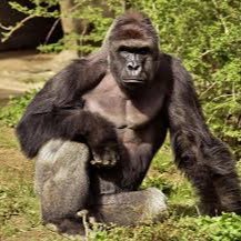 I'm dragging these hoes like harambe dragged the kid