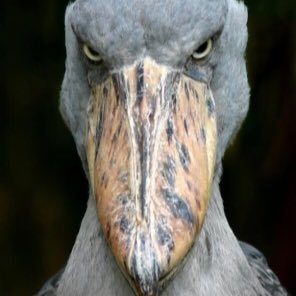 9pb_j's profile picture. 真面目系クズ/ソフトバンクの犬