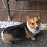DarlaTheCorgi's profile picture. 11 year old Pembroke Welsh Corgi
