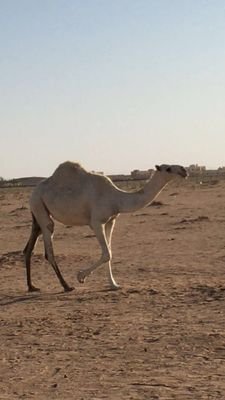 al_atawi6's profile picture. ياصاحبي ترا الزمن ما تغير / اللي تغير يافتى الجود حنا