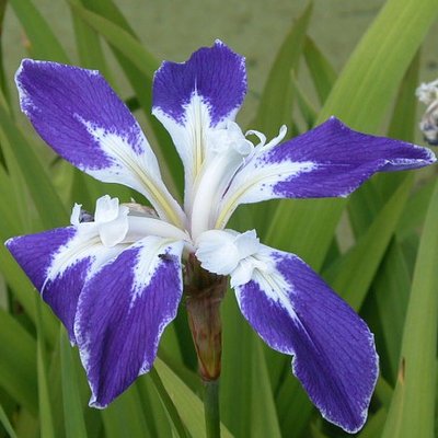 燕子花 Iris Laevigata Twitter