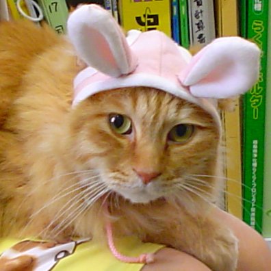 RudolfBlackCat's profile picture. 