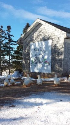 Prince Edward Island's First Local Producer of All Duck.
An Artisanal Farm: Breeding, Hatching, Raising, and Abbitoir.