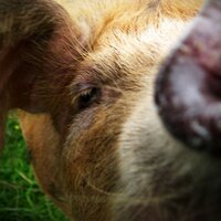 This little piggy (@baconsarnies) 's Twitter Profile
