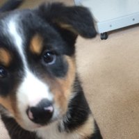 Jester Azimutt (@hardknottjester) Twitter profile photo
