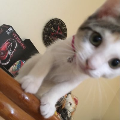 2016年6月29日に我が家に来てくれた三毛猫ココちゃんの成長や日々の出来事をつぶやいています❣️ 映画、音楽、ロック、飛行機、戦闘機、トムクルーズ 無言フォロー失礼します🙇♀️