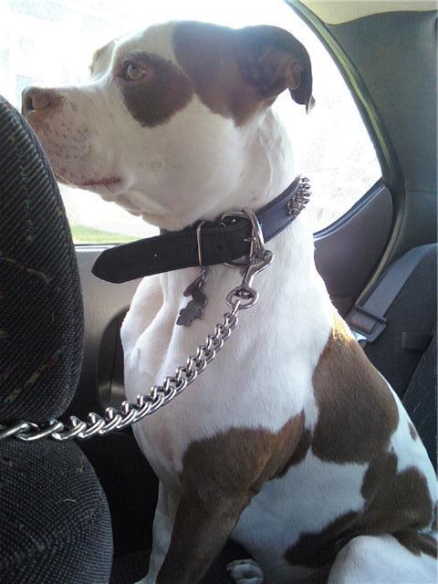 BeeDogWhisperer's profile picture. I am a dog whisperer/trainer for Chicago. I will work with you for a small fee. I wish to specialize in PitBulls Any questions contact me!