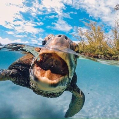 SCUBA diving in Hawaii is amazing!