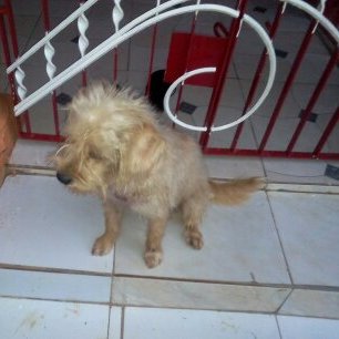 clivwill1's profile picture. All about dogs cats and other pets