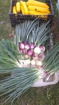 Allium Farms is a small market garden farm that take pride on growing garlic and vegetable the organic way....lots of work so rewarding.