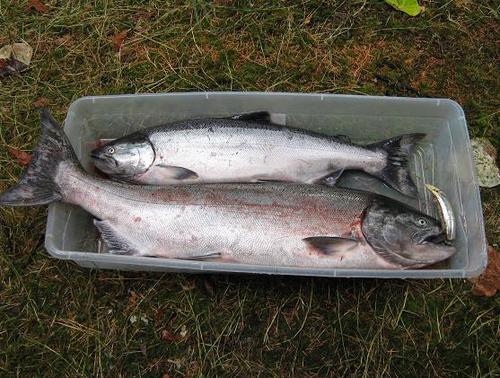Outfishing the boys since... um... almost forever.          (Non-fishing Twitter username: @dmckl)