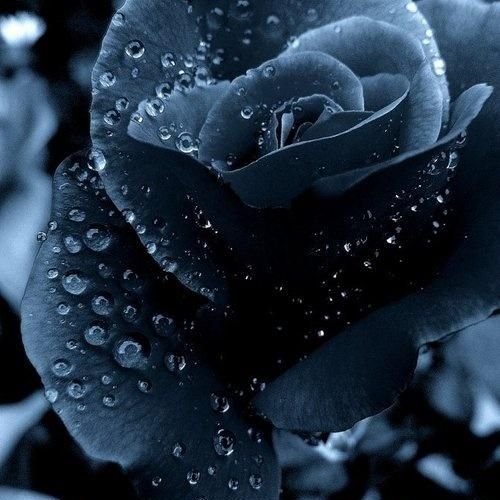 BlackRoseMoon01's profile picture. 