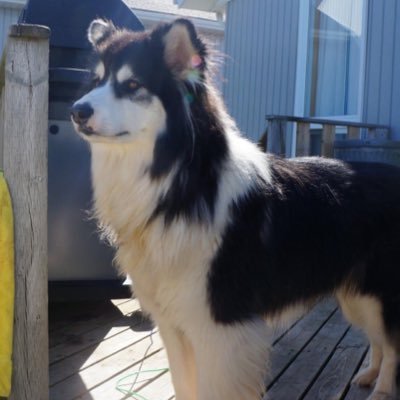 Drabble42's profile picture. Proud Dad, Former Chef, Forever Foodie, Caper at Large, Happy Husband