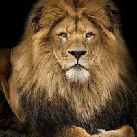 El león Shamah(@shamah045) 's Twitter Profile Photo