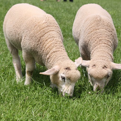 野山の花や風景の写真を撮るのが好きです。生き物が好きで特に鳥と犬が好きです。山登りにチャレンジしたいです。