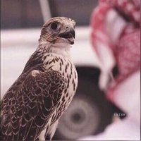 ﴿️فخـآآمـ♡ـهه دؤسـري (@jxbdx10kxzc9byc) 's Twitter Profile