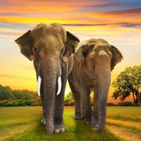 ElephantSanctuary TH (@elephantsancth) 's Twitter Profile