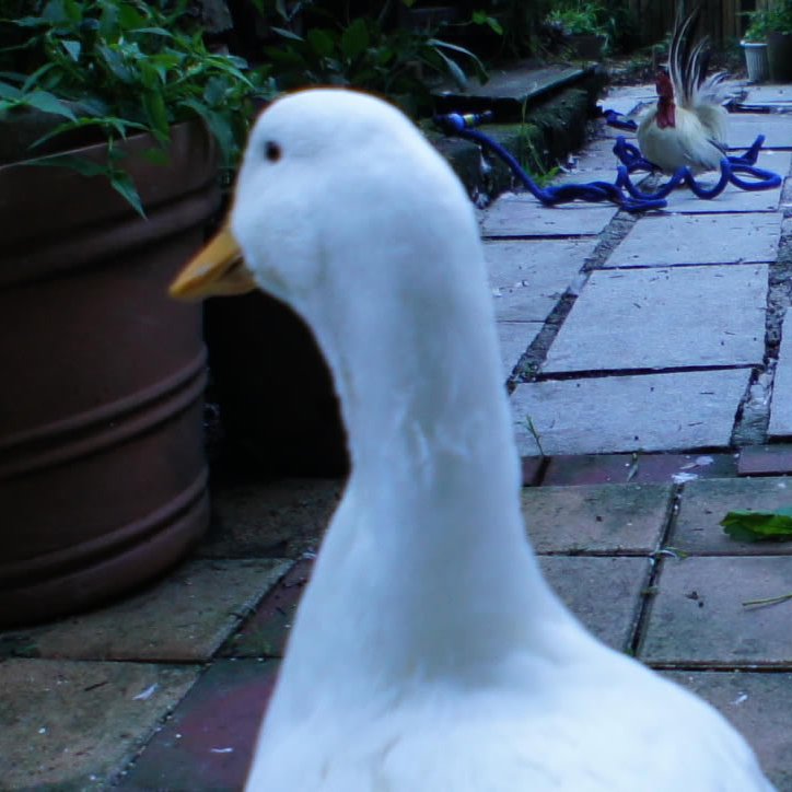 aono_tw's profile picture. アヒルやチャボの写真を楽しんだりする為のアカウントです。たまに株式や雑記。40代壮年期