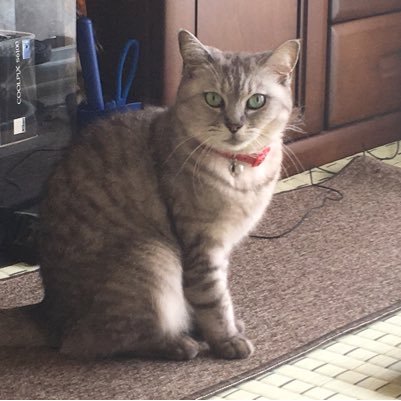 猫好き、革もの好き、愛知県好きw 地元で頑張っています。地元で頑張っている人も大好きです❤️ 密かに握力トレーニーでもあります とりあえず目指せ80kg