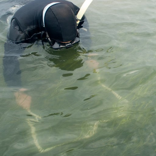 Aquatic Ecologist, Assistant Professor @SoilWatersSci @UF_IFAS, she/her