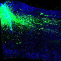 Murray Blackmore (@blackmorelab) 's Twitter Profile Photo