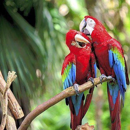 makeitRAINforus's profile picture. Dr. Wodika's Ecology class is have an election for the best biome! We believe that biome is the Tropical Rainforrest! Come Support us!