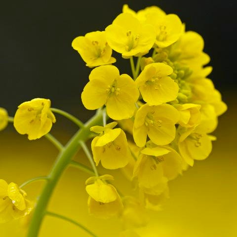 花言葉の「快活」「明るさ」は、春の香りを運び、人々の心を明るくするその花姿に由来するといわれます。#相互フォロー #フォロバ100