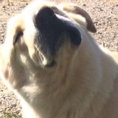 P4D_Gearboi's profile picture. Science and Violence 👍
YouTube Channel- P4D Gearboy 

Add me on PS4:P4D Gearboy

Follow me and I will follow back 👌