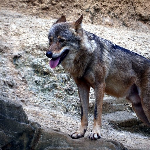 xhkcy860's profile picture. ユマコッチの豆特情報！