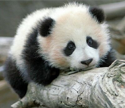 Hello I'm a Panda I'm also directioner, little black star, Garixxer and more