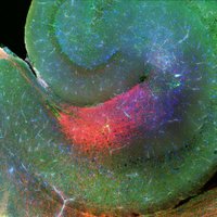 Exeter Neuroscience(@ExeterNeuro) 's Twitter Profile Photo