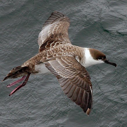 @NOAASBNMS Seabird Tagging Project and Research Team updates. Not an official NOAA twitter account.