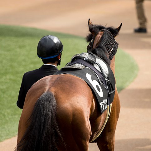 news2ch551's profile picture. 競馬に関するニュースやJRAレース予想など アツい競馬情報をお届けします。よろしくお願いします！